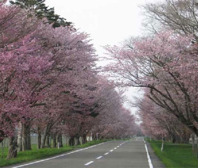 浦河町西舎桜並木