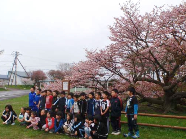 別海町野付小学校の千島桜の写真1