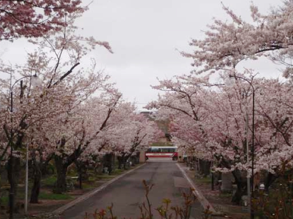 小樽市朝里川温泉宏楽園の桜1